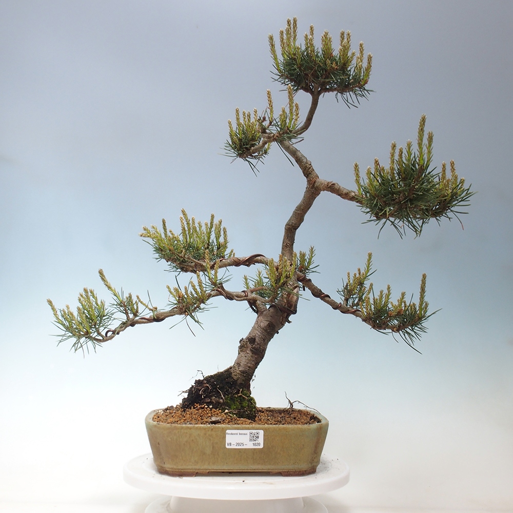 Bonsai im Freien - Pinus Sylvestris - Waldkiefer