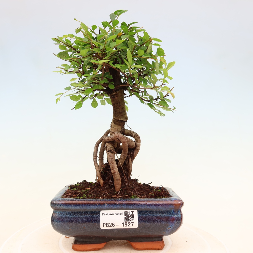Zimmerbonsai - Ulmus parvifolia - Kleinblättrige Ulme