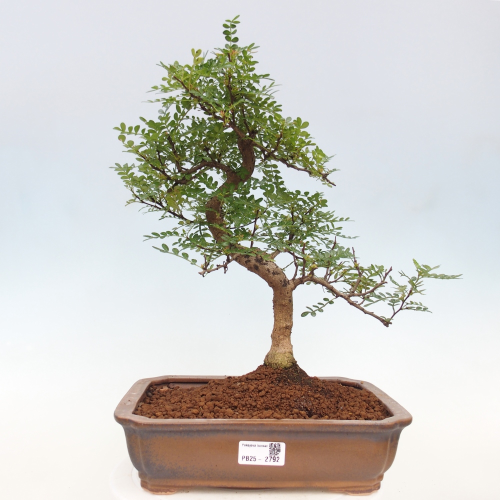 Zimmerbonsai - Zantoxylum piperitum - Pfefferbaum