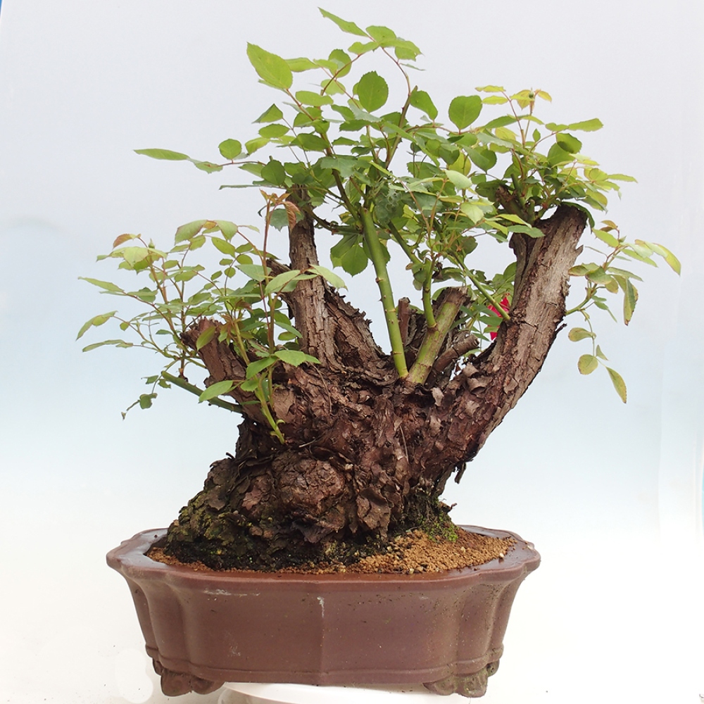 Freilandbonsai - Rosa Kordes -  Rose