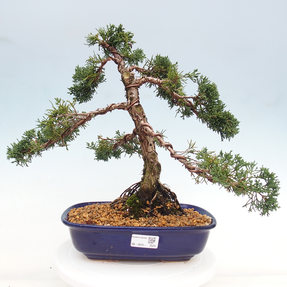 Outdoor-Bonsai - Juniperus chinensis Kishu - Chinesischer Wacholder