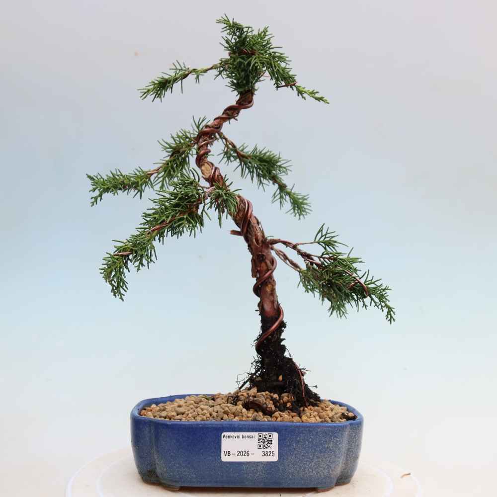 Bonsai für draußen - Juniperus chinensis Kishu