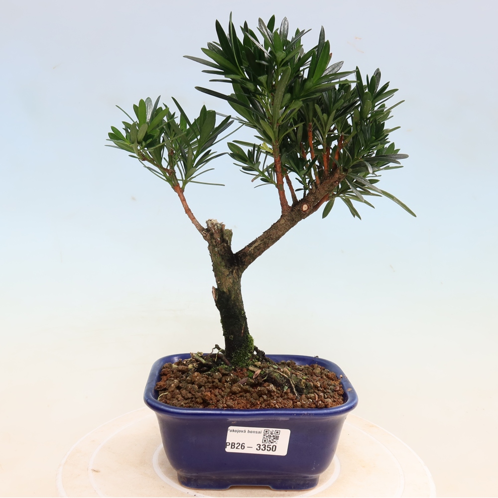 Zimmerbonsai - Podocarpus - Stein-Eibe