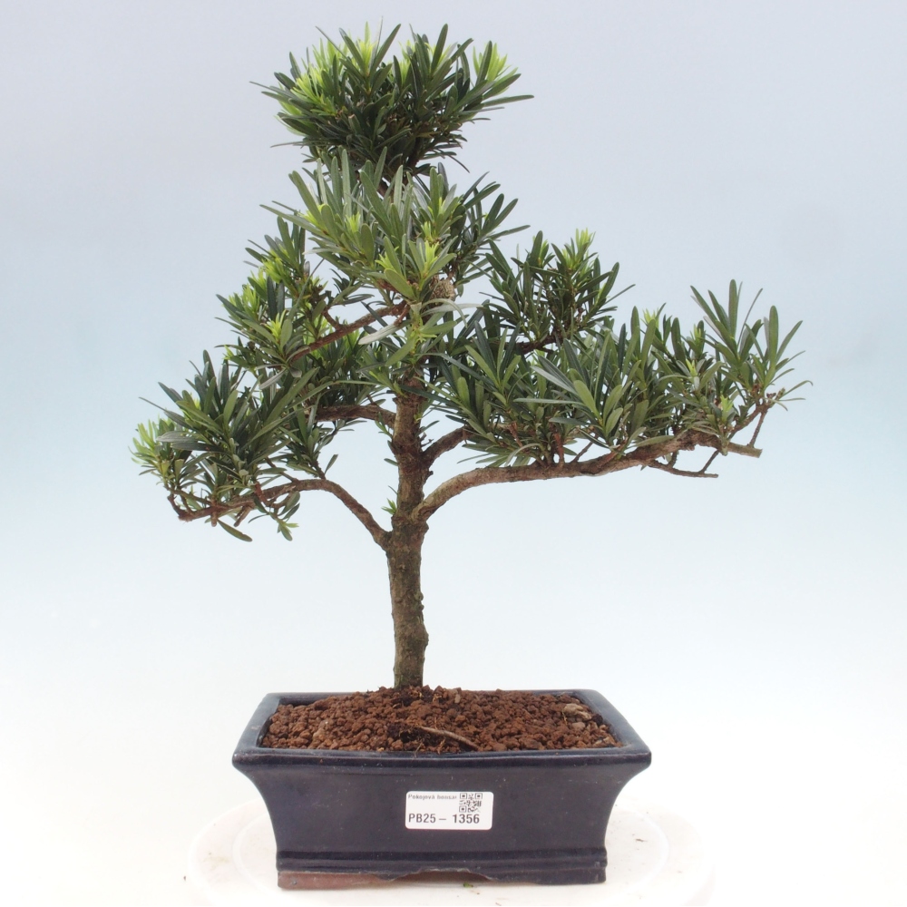 Zimmerbonsai - Podocarpus - Steintausend