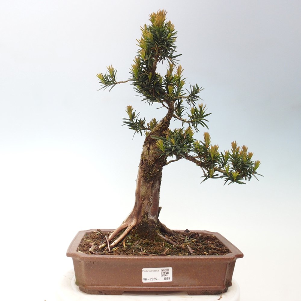 Bonsai im Freien - Taxus cuspidata - Japanische Eibe