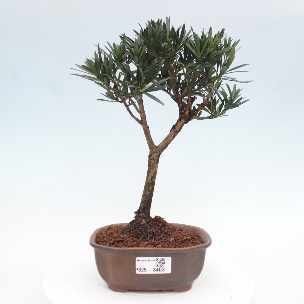 Zimmer-Bonsai - Carmona macrophylla - Tee-Fuki