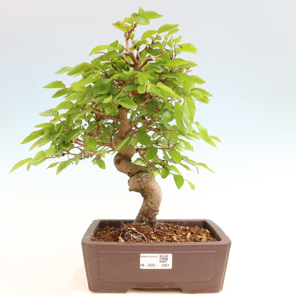 Bonsai für draußen - Karpinus Coreana - Koreanische Hainbuche
