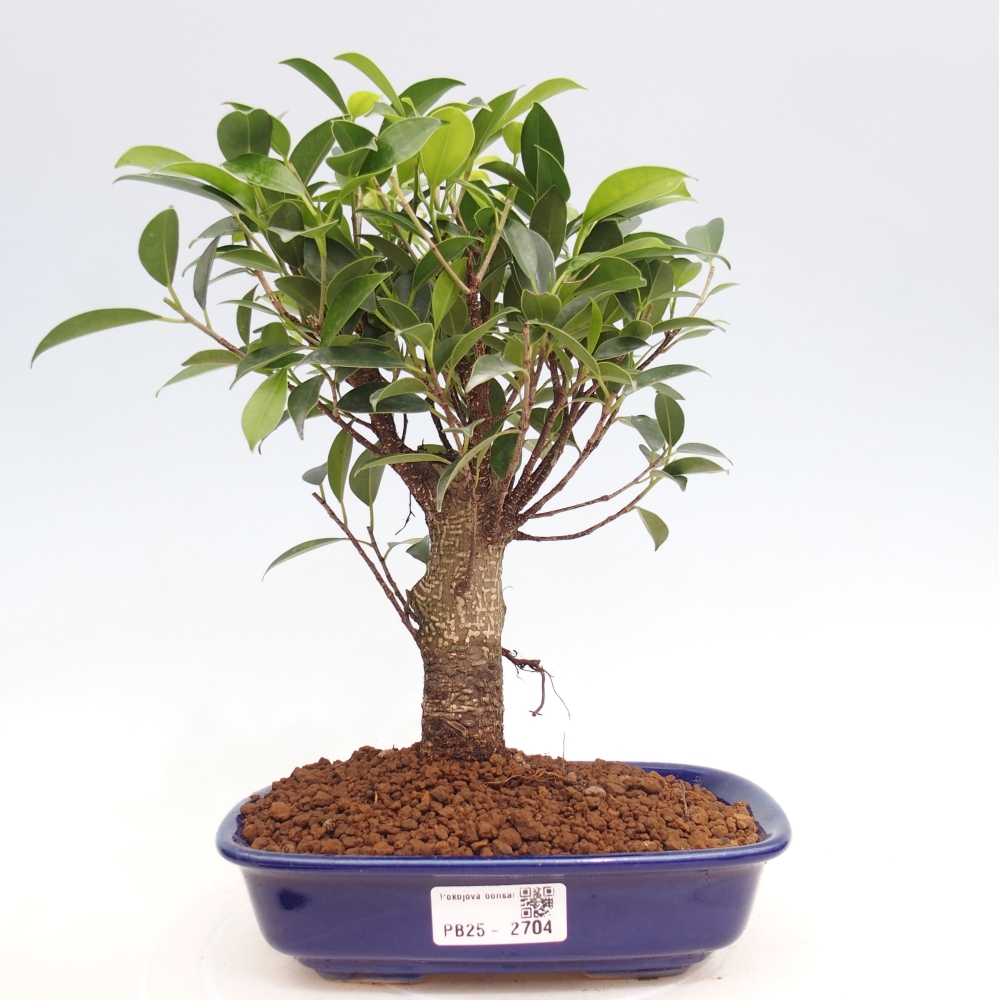 Indoor-Bonsai - Ficus retusa - kleiner Ficus