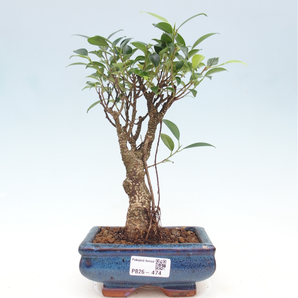 Zimmerbonsai - Ficus retusa - Kleinblättriger Ficus