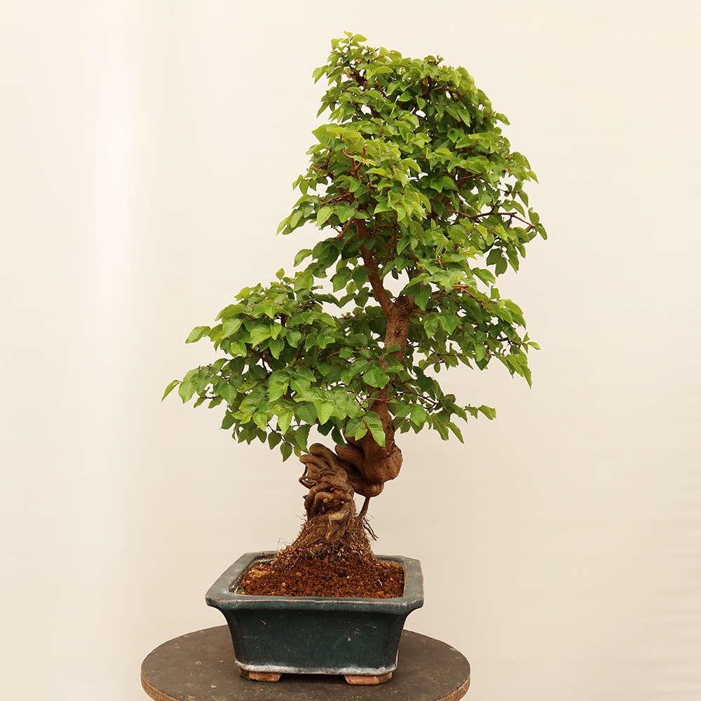 Bonsai im Freien - Carpinus Coreana - Koreanische Hainbuche