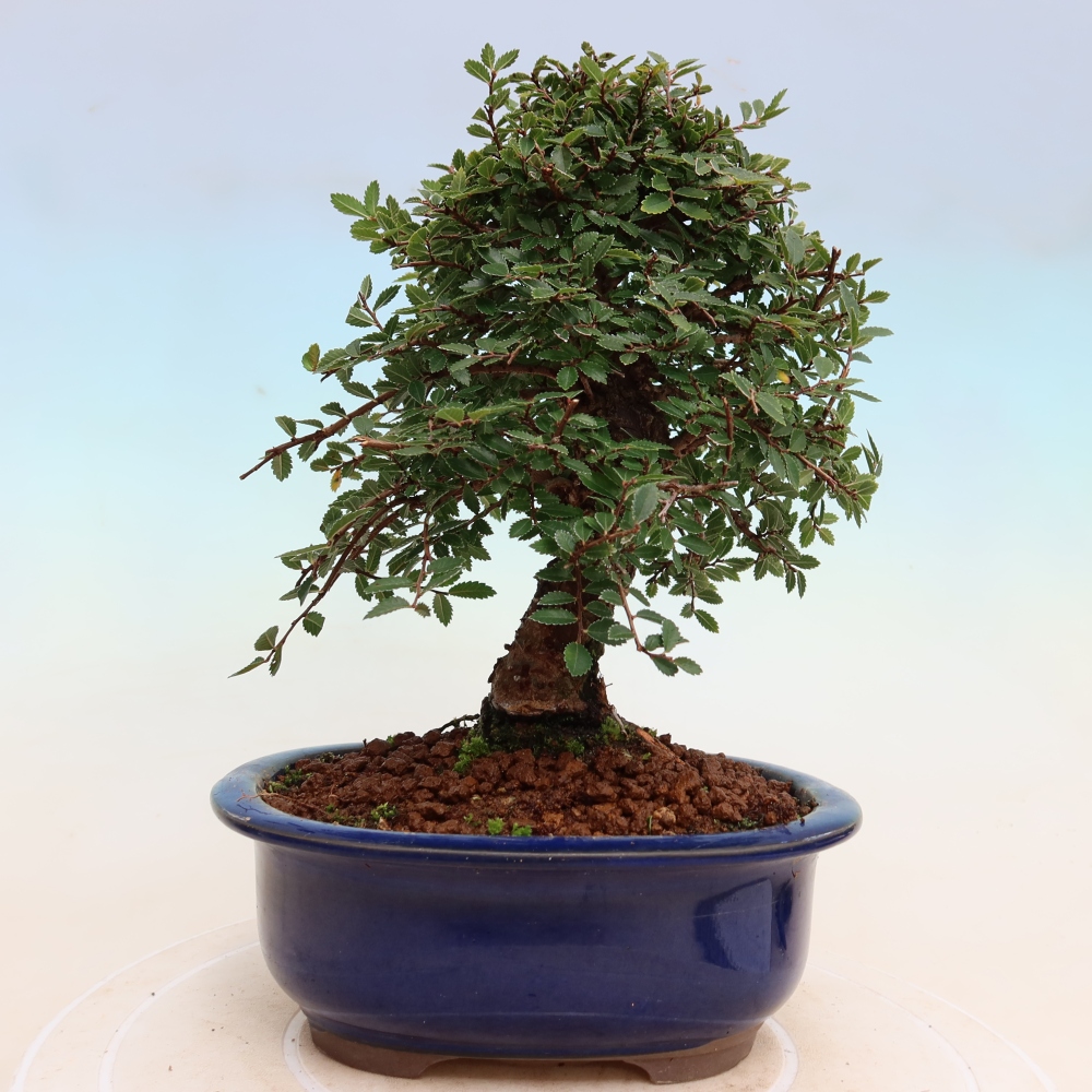 Bonsai für draußen - Zelkova - Zelkova NIRE