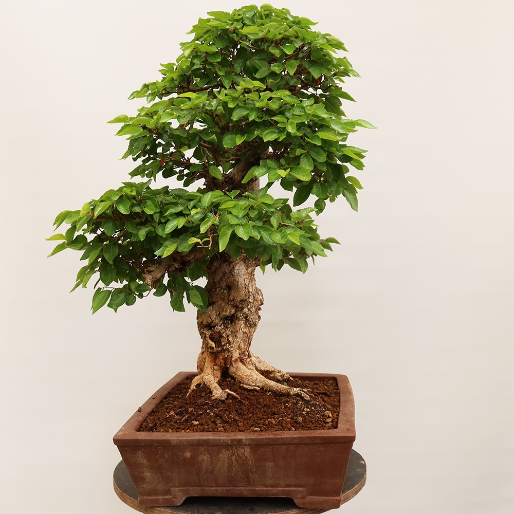 Bonsai im Freien - Carpinus Coreana - Koreanische Hainbuche