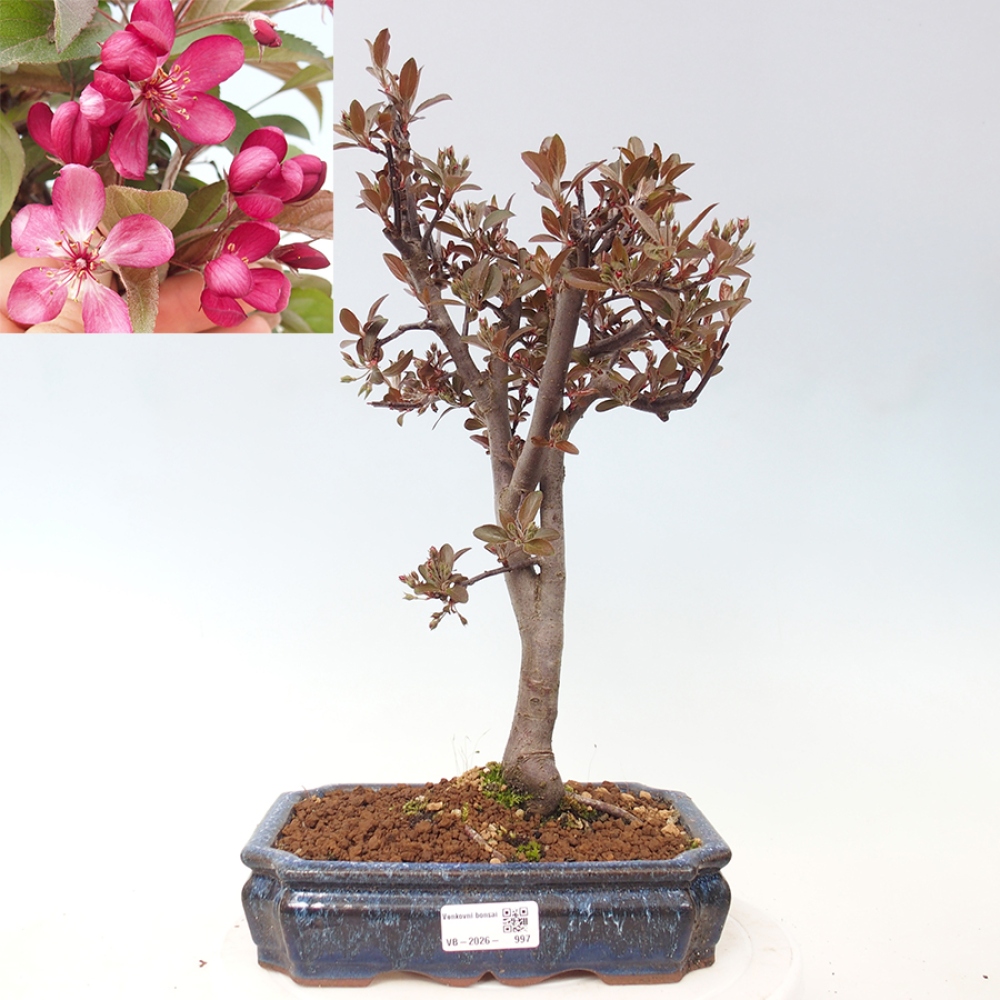 Outdoor-Bonsai -Malus domestica - Kleinfrüchtiger rotblättriger Apfelbaum
