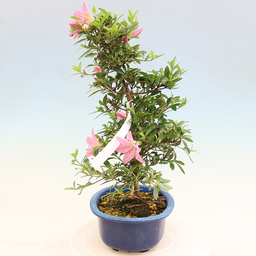 Bonsai für draußen - Japanische Azalee - Azalee Nasuno
