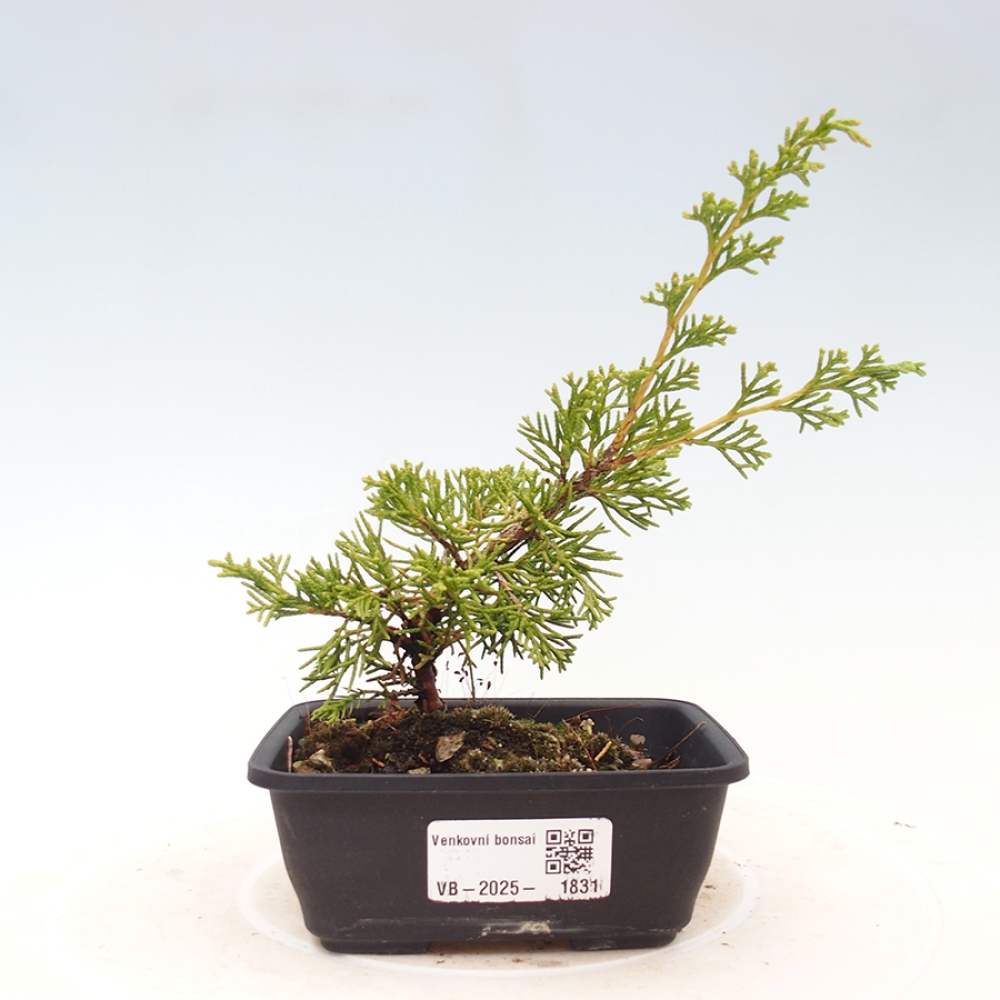 Outdoor bonsai - Juniperus chinensis Itoigawa - Chinese juniper
