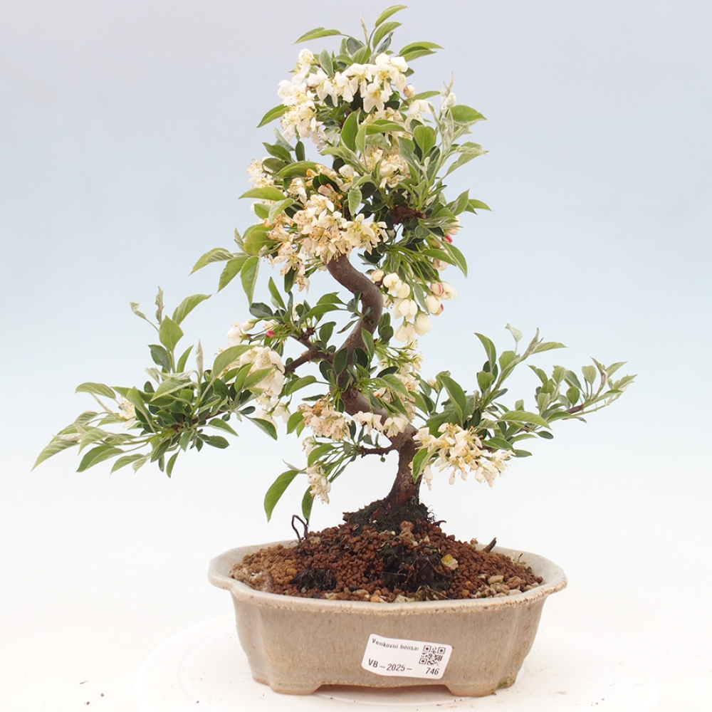 Freilandbonsai - Malus sargentii - Kleinfruchtiger Apfelbaum