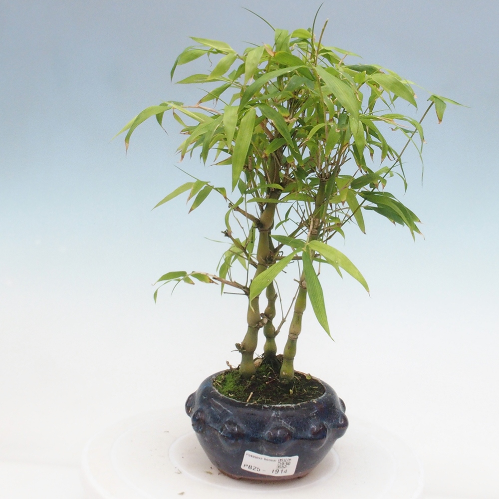Zimmerbonsai - Bambus-Buddha-Bambus-Buddha-Bauch