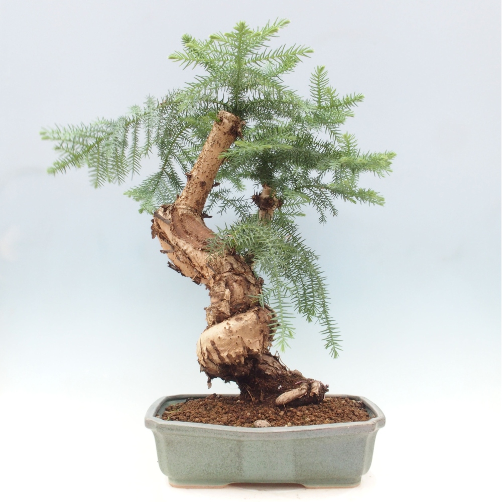 Zimmer Bonsai - Araukarie - Zimmer Fichte