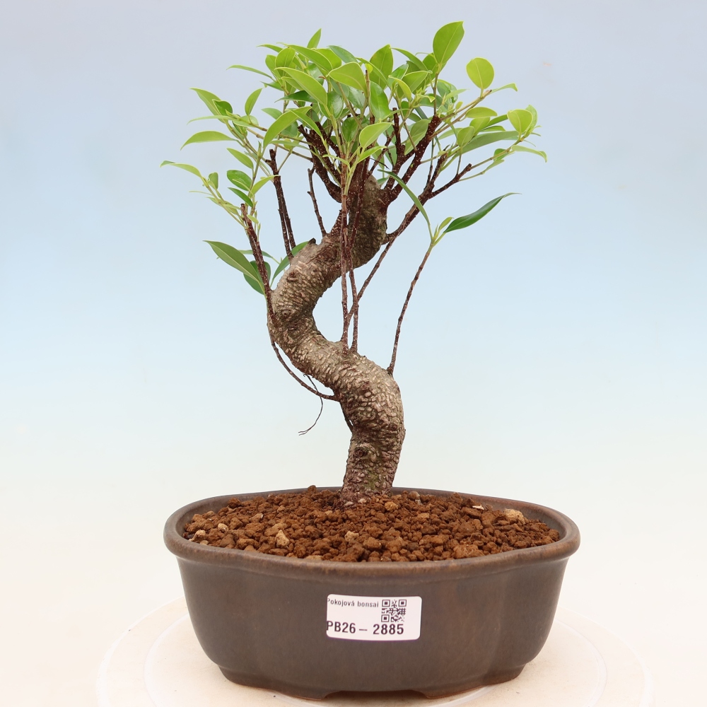 Zimmerbonsai - Ficus kimmen - Kleinblättriger Ficus