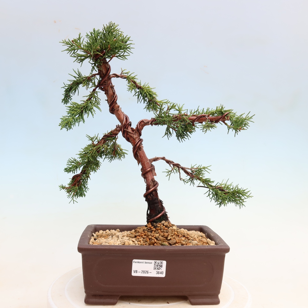 Bonsai für draußen - Juniperus chinensis Kishu