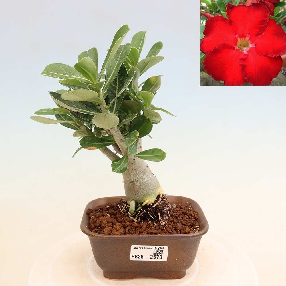 Zimmerbonsai – Adenium obesum „Red Star“ – Wüstenrose