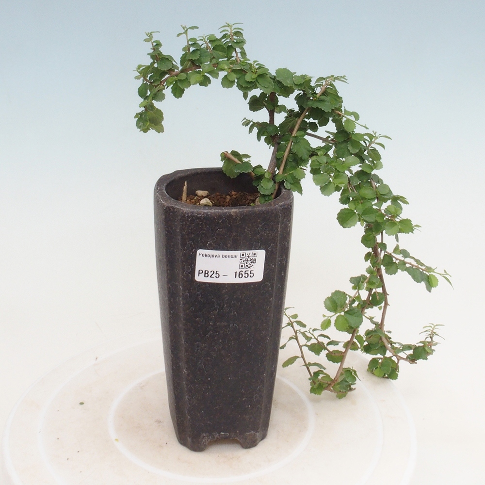 Zimmerbonsai - Grewia sp. - Kleinblättriges Grewie