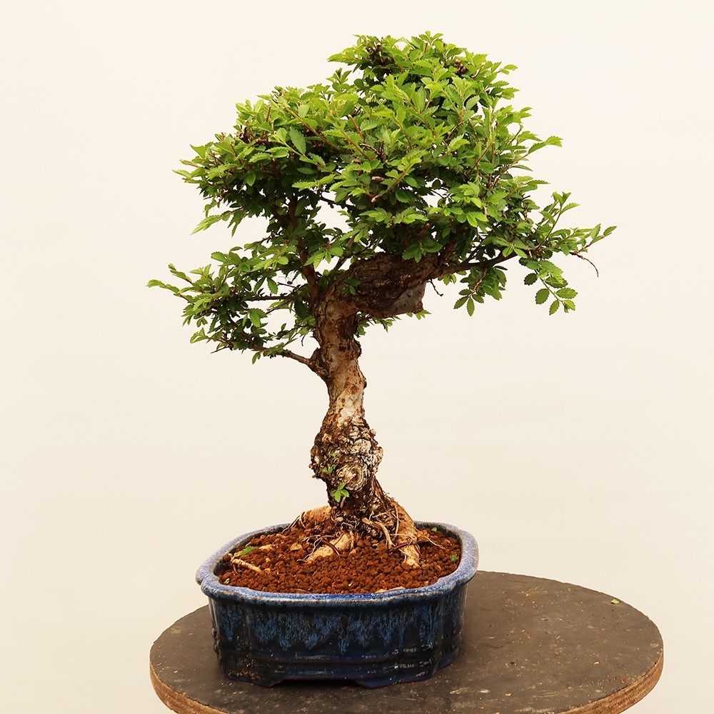 Bonsai im Freien - Zelkova - Zelkova NIRE