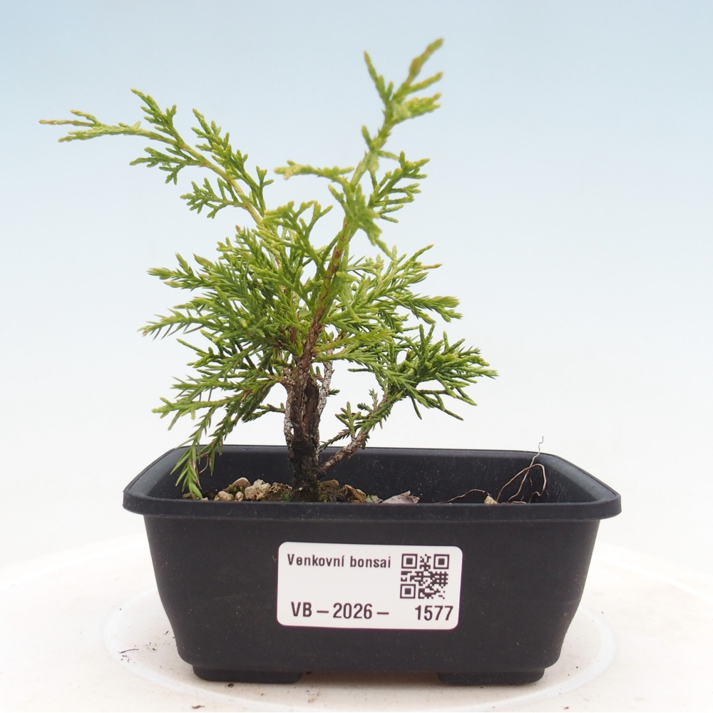 Bonsai für draußen - Juniperus chinensis Itoigawa
