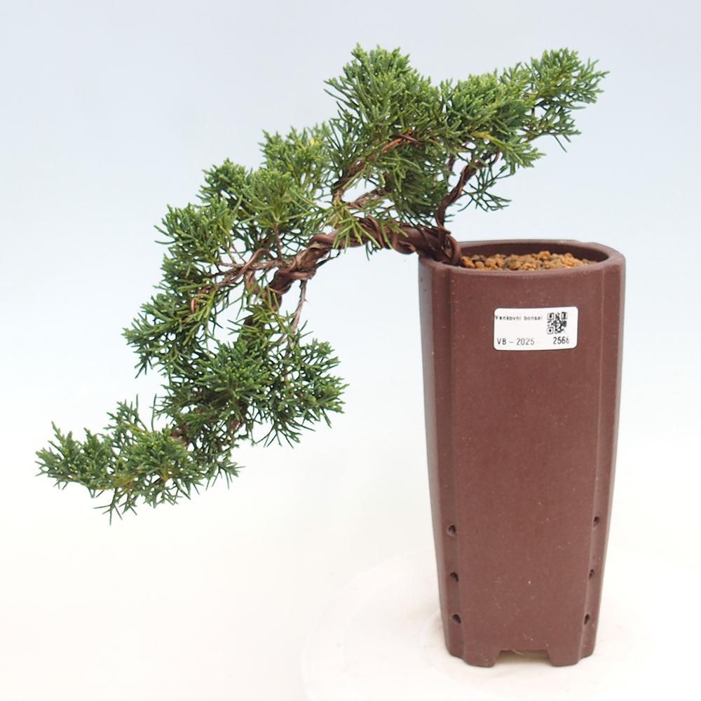 Bonsai im Freien - Juniperus chinensis Kishu - Chinesischer Wacholder