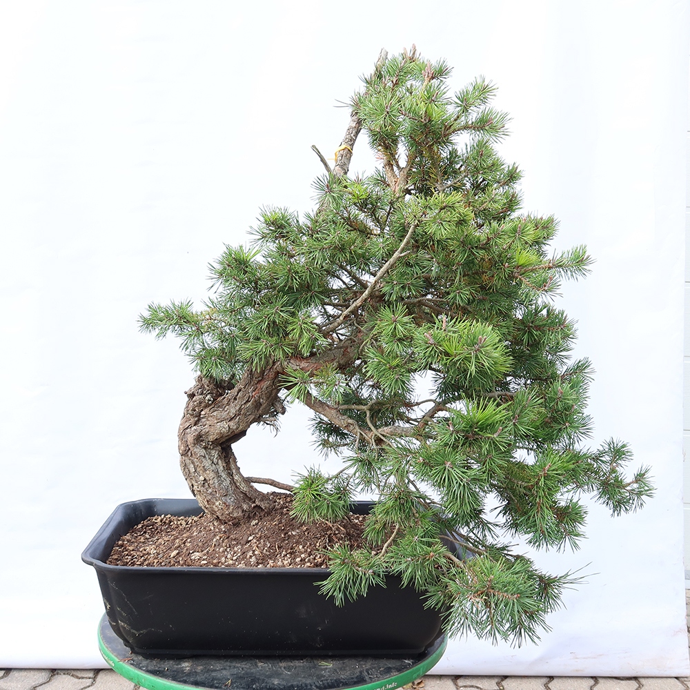 Pinus sylvestris Spanien – Waldkiefer
