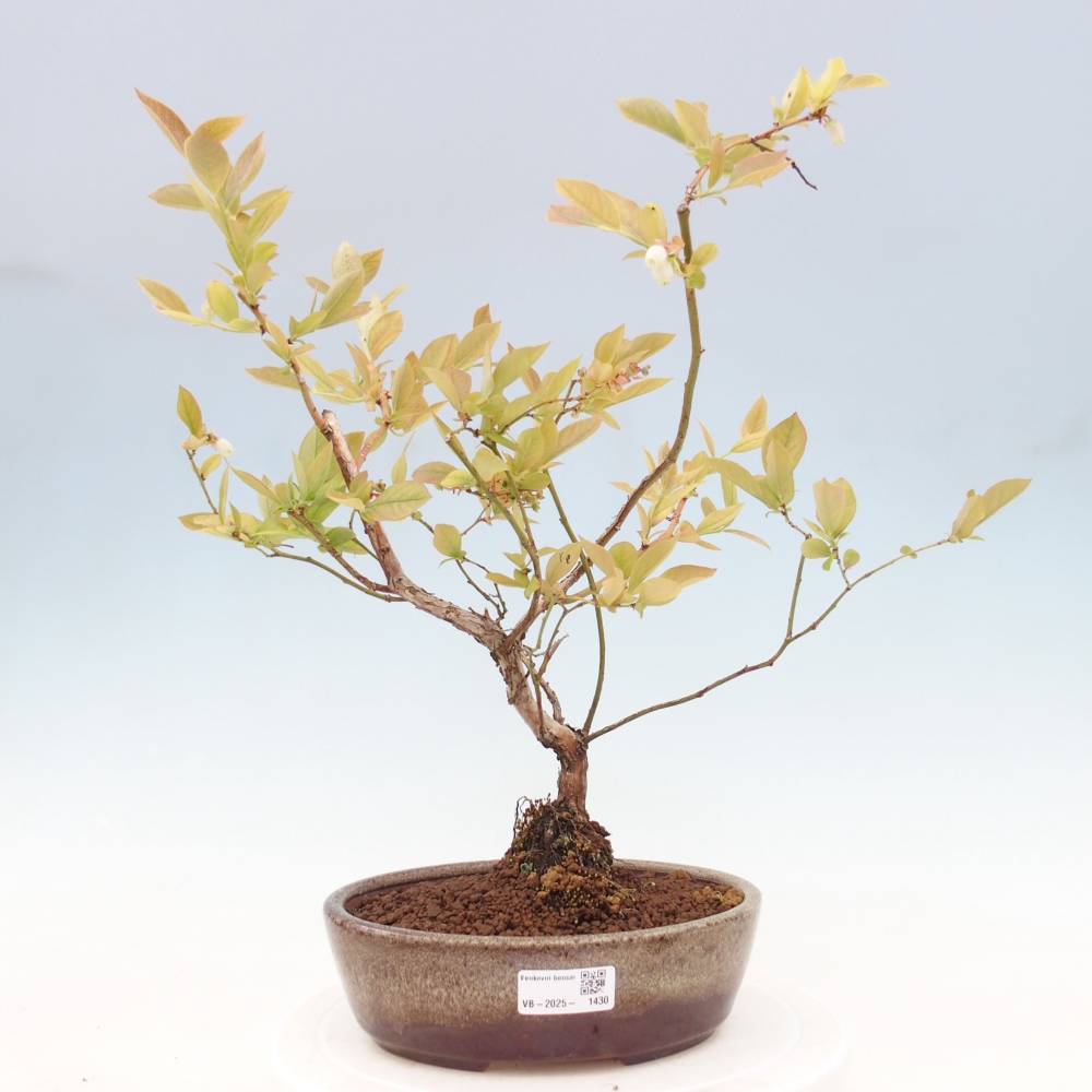 Outdoor-Bonsai - Kanadische Blaubeere - Vaccinium corymbosum