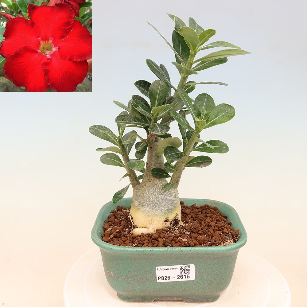 Zimmerbonsai – Adenium obesum „Red Star“ – Wüstenrose