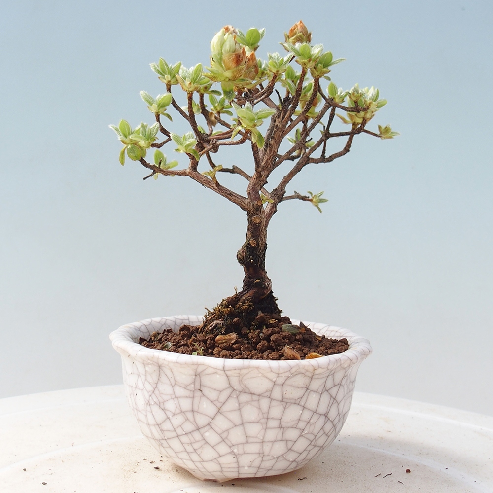Outdoor-Bonsai - Rododendron indicum - Japanische Azalee