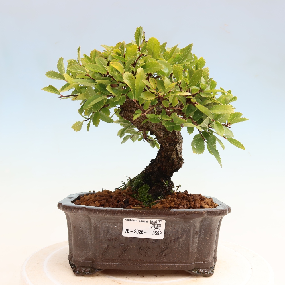 Bonsai für draußen - Zelkova - Zelkova NIRE