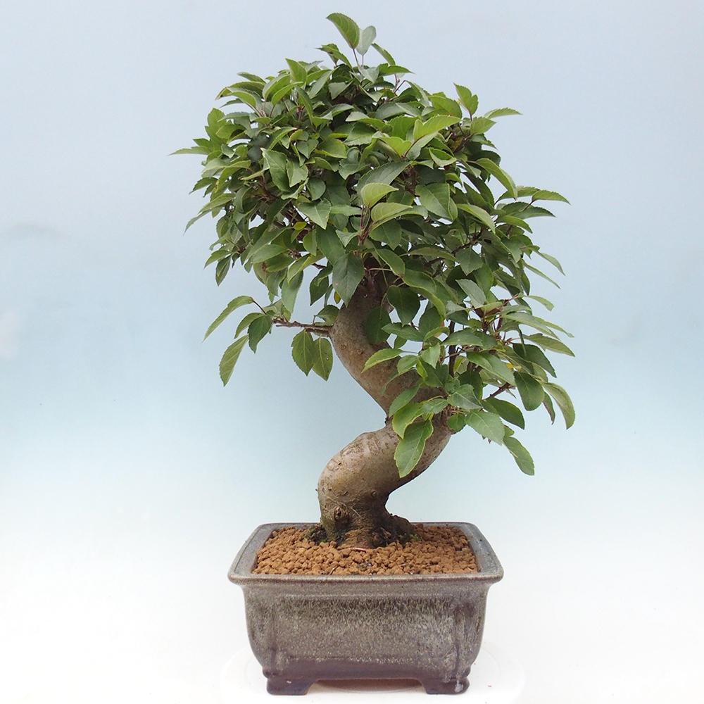 Bonsai im Freien - Malus halliana - Kleinfruchtiger Apfelbaum