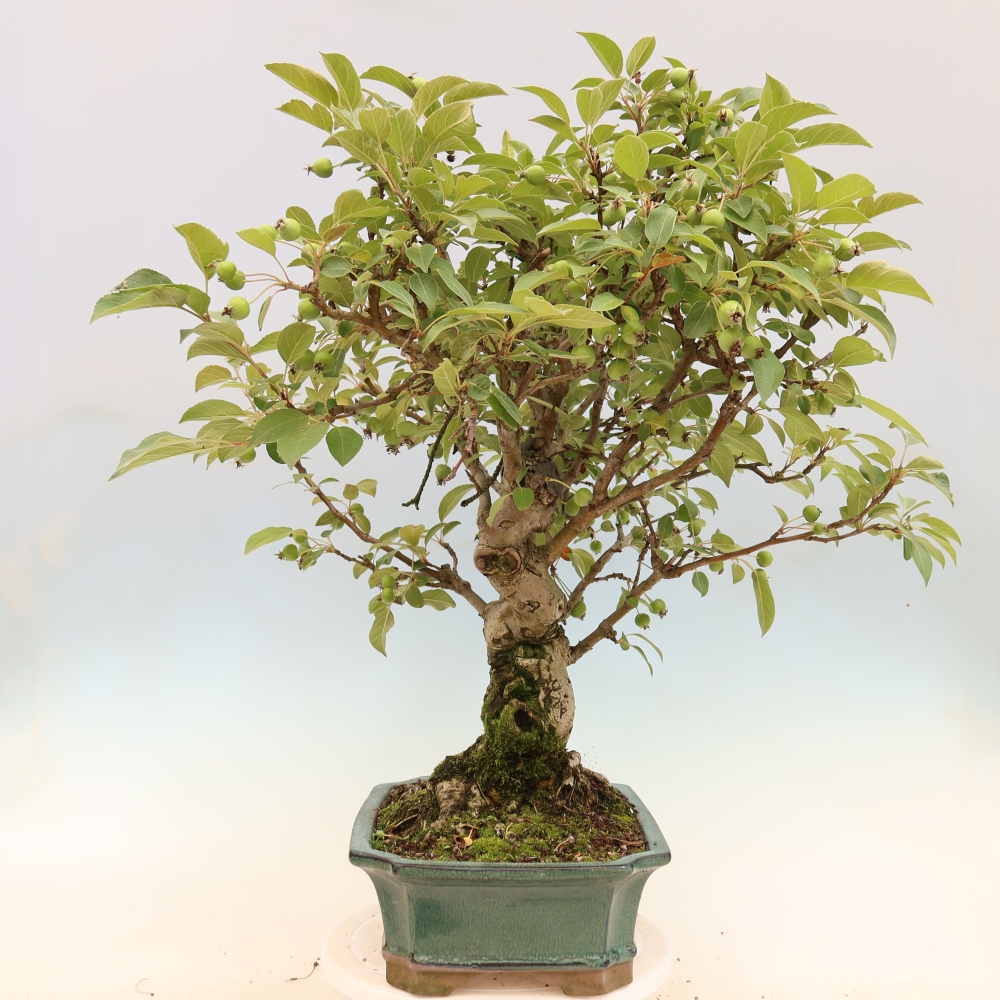 Bonsai im Freien - Malus halliana - Kleinfruchtiger Apfelbaum