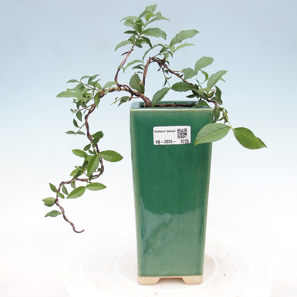 Zimmer Bonsai - Kirsche Malpighia coccigera- Barbdorská