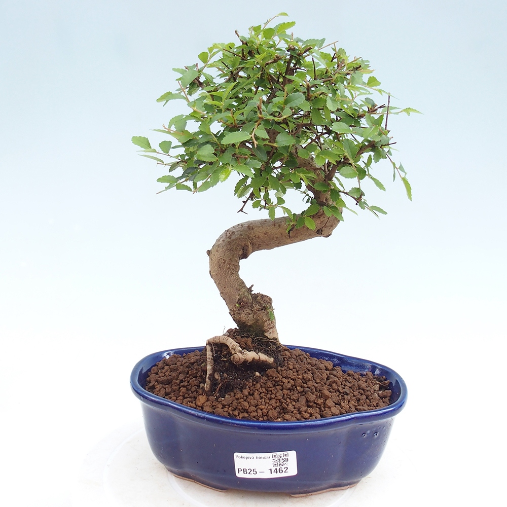 Zimmerbonsai - Ulmus parvifolia - Kleinblättrige Ulme