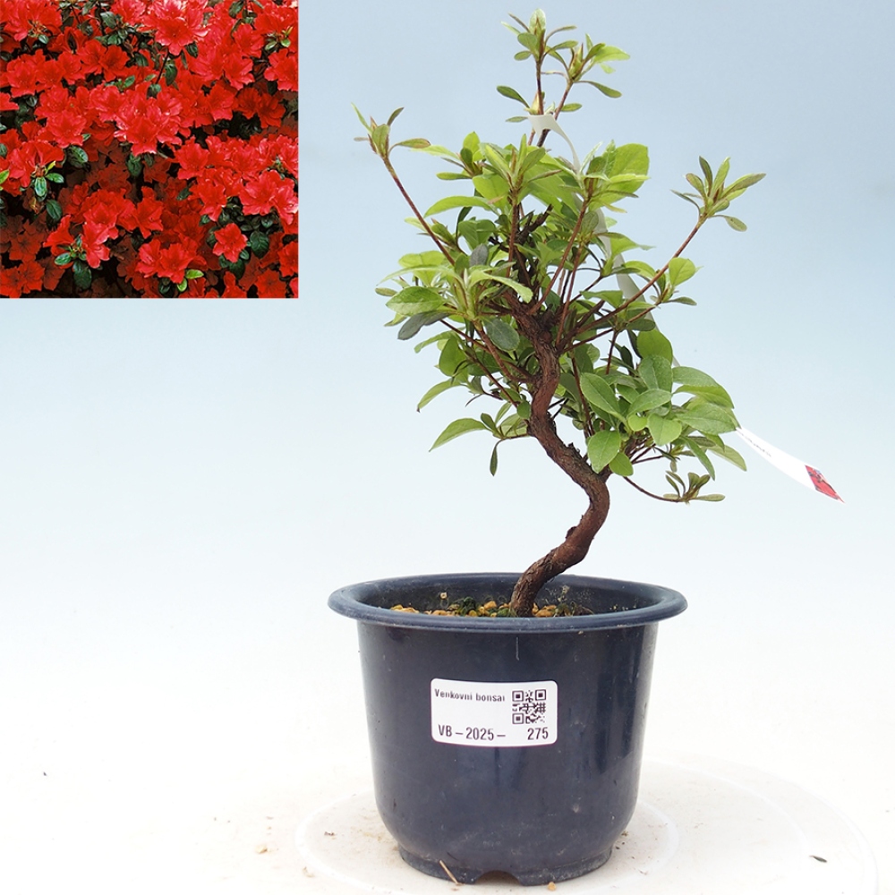 Bonsai im Freien - Japanische Azalee - Azalea Benibeni