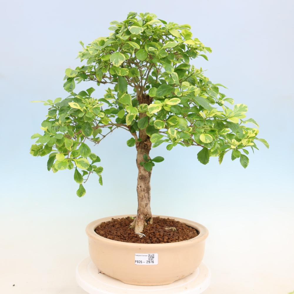 Zimmerbonsai - Duranta erecta Aurea