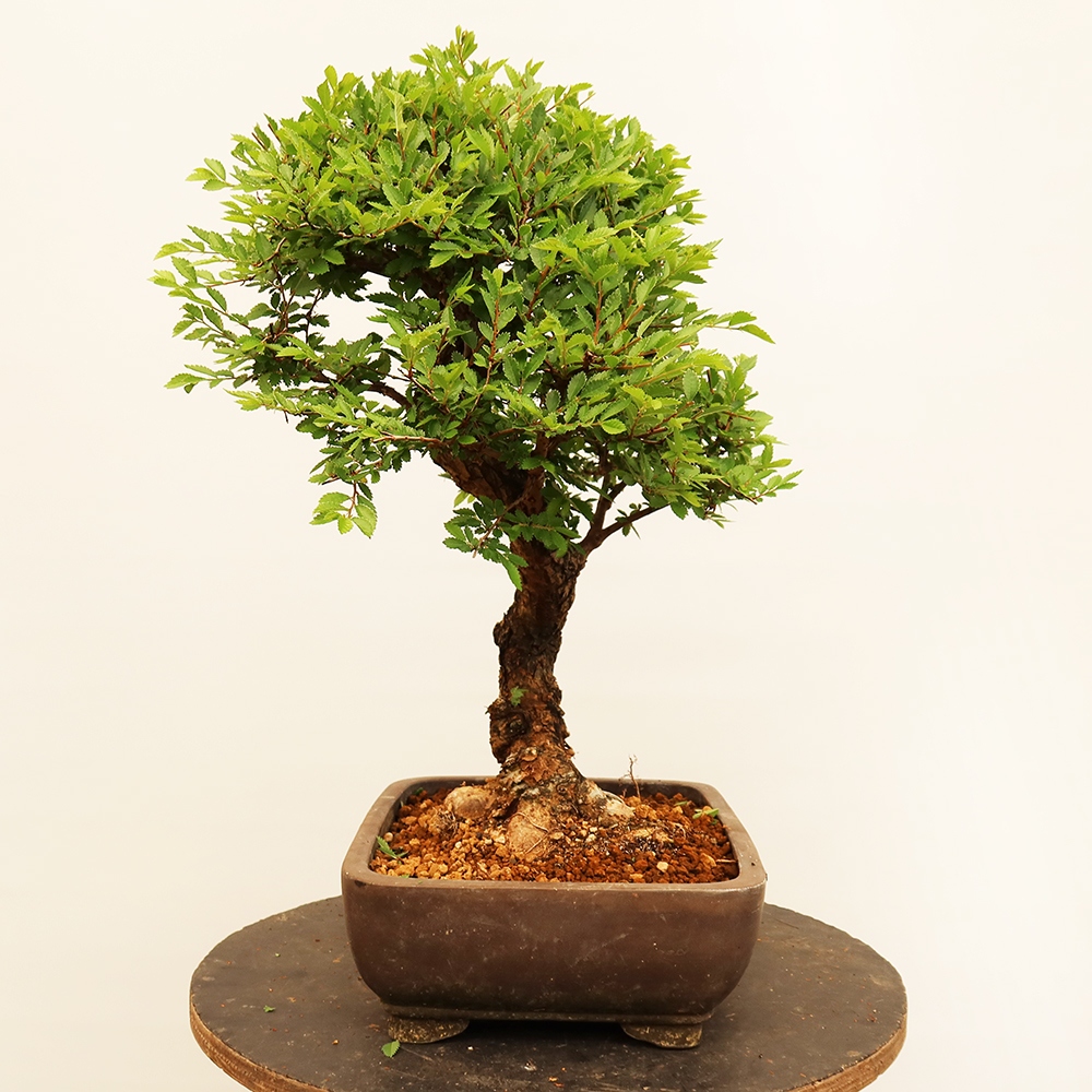 Bonsai im Freien - Zelkova - Zelkova NIRE