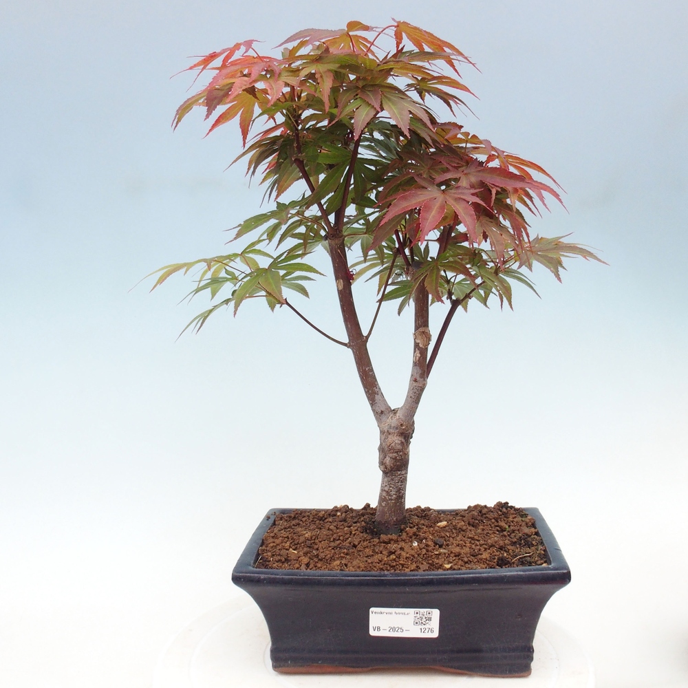 Bonsai im Freien - Acer-Palme. Atropurpureum-Palmenblatt-Ahorn