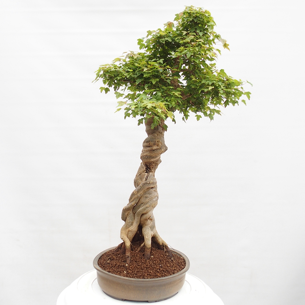 Bonsai im Freien - Ahorn Buergerianum - Burger Maple