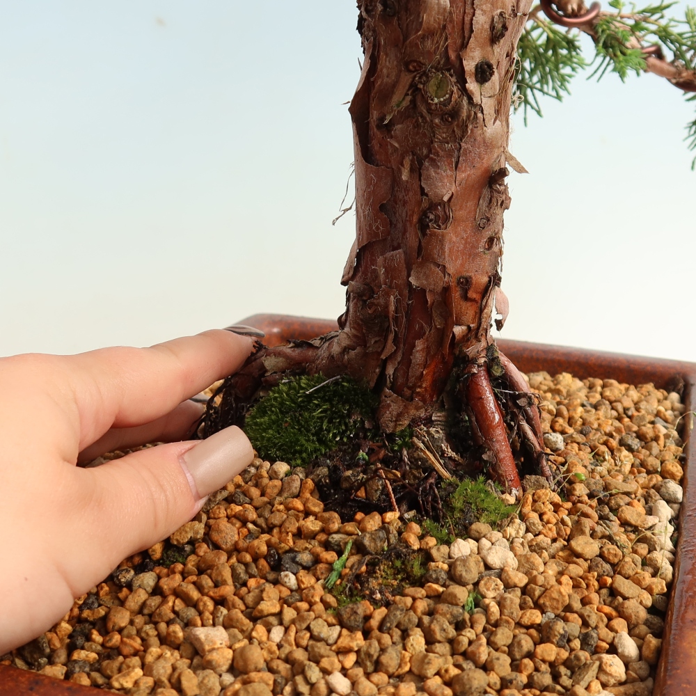 Bonsai für draußen - Juniperus chinensis Kishu
