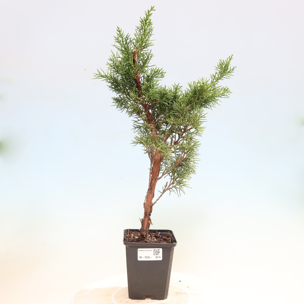 Bonsai für draußen - Juniperus chinensis Kishu