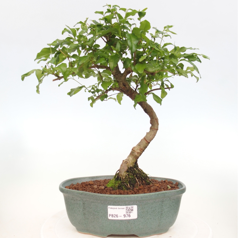 Zimmer Bonsai -Ligustrum chinensis - Vogelschnabel