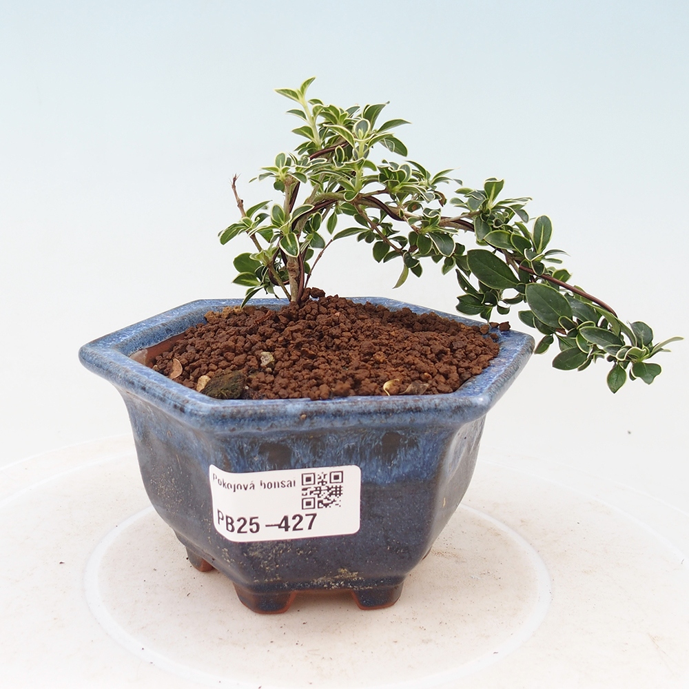 Zimmerbonsai - Serissa foetida Variegata - Baum der tausend Sterne