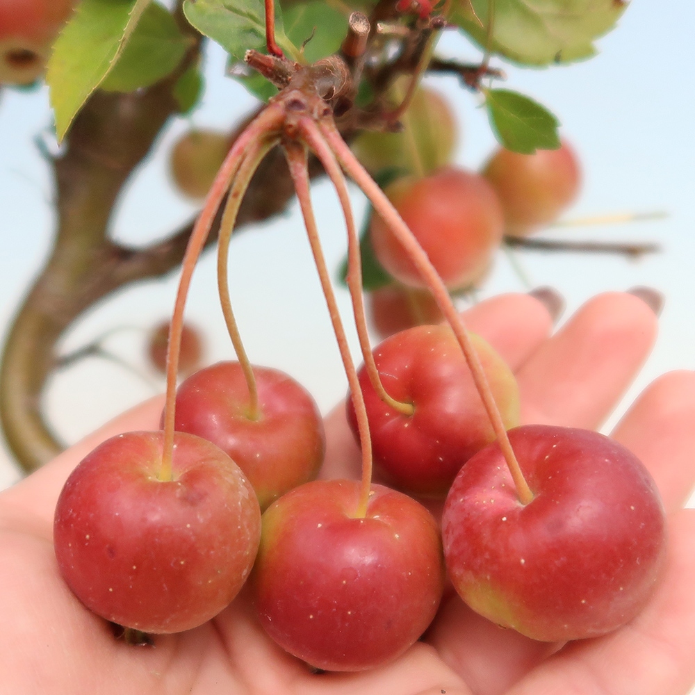 Bonsai im Freien - Malus halliana - Kleinfruchtiger Apfelbaum