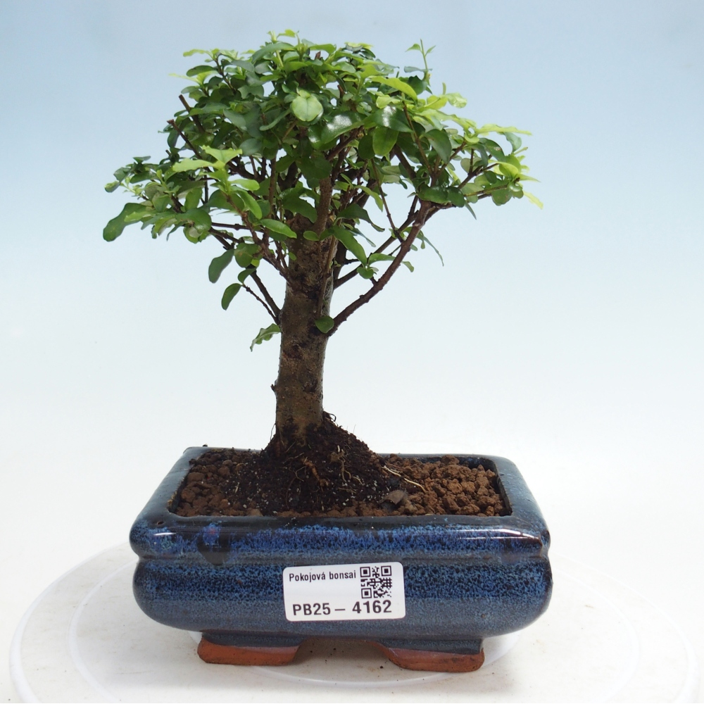 Zimmer Bonsai -Ligustrum chinensis - Vogelschnabel