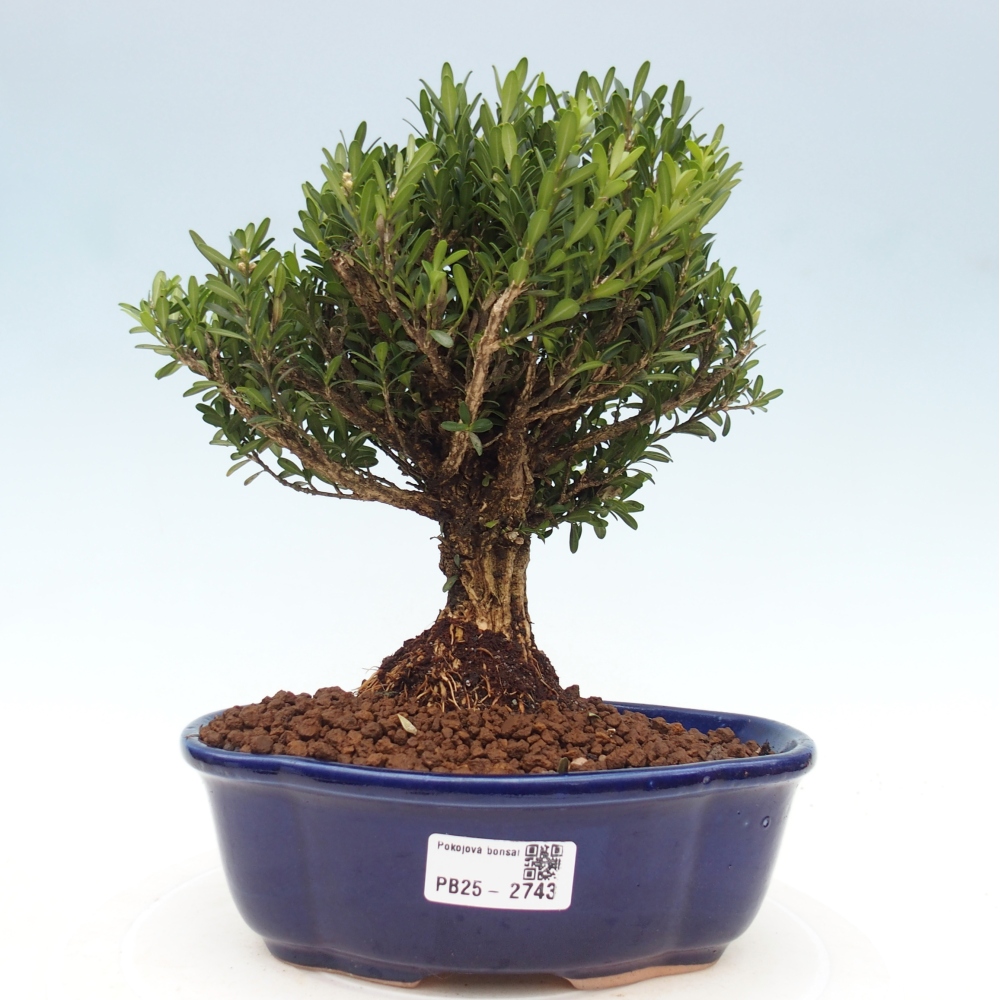 Innenbonsai - Buxus harlandii - Korkbuchsbaum